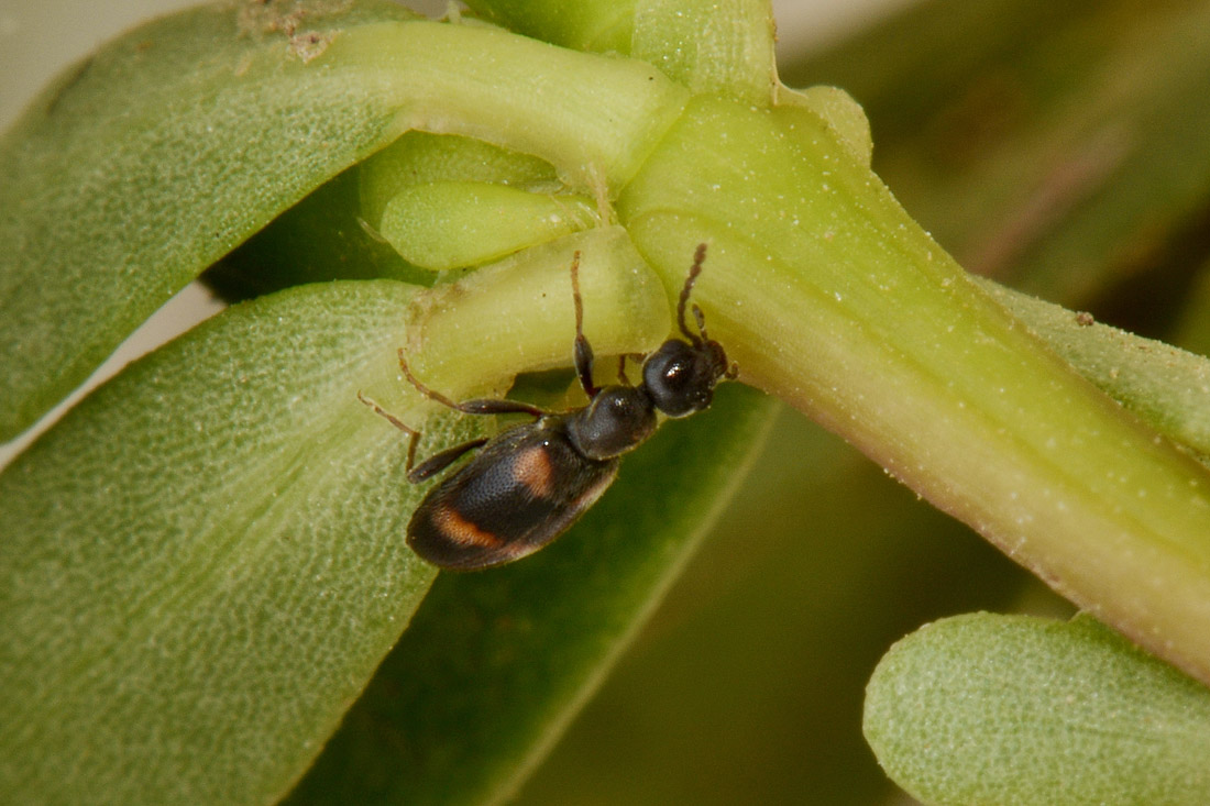 Anthicidae: Anthicus sp?  S,  Anthicus laeviceps
